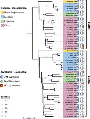 A gap in the recognition of two mycorrhizal factors: new insights into two LysM-type mycorrhizal receptors